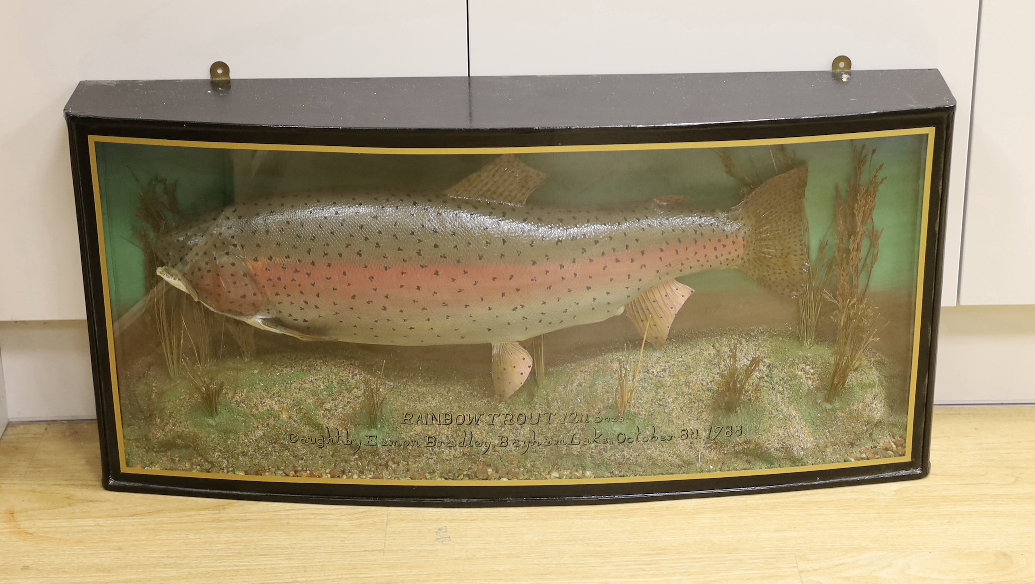 A cased taxidermic Rainbow Trout, by taxidermist Peter Stone,12lb 6ozs, caught by Eamon Bradley, Bayham Lake, October 8th 1988